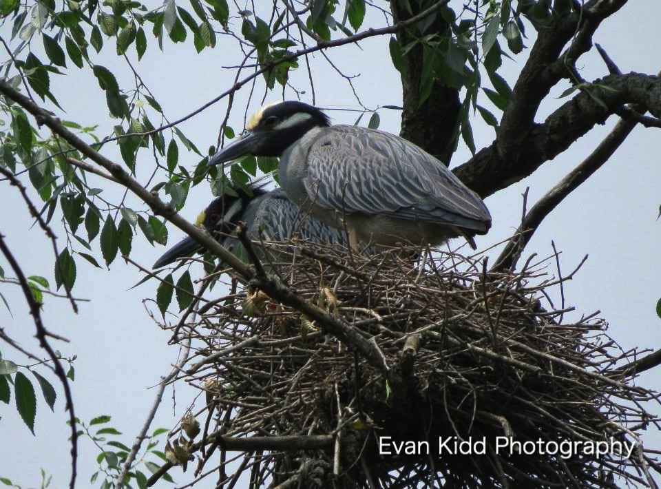 birdid-yellowcrownnightherwer